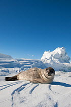 Weddell seal (Leptonychotes weddellii) hauled out on ice, McMurdo Sound, Ross Sea, Antarctica, November 2008