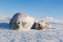 Weddell seal (Leptonychotes weddellii) with pup on ice, McMurdo Sound, Ross Sea, Antarctica, November 2008