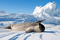 Weddell seal (Leptonychotes weddellii) pup on ice, McMurdo Sound, Ross Sea, Antarctica, November 2008