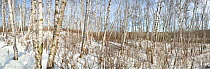 American white / Paper birch trees (Betula papyrifera) woodland in snow, Northern Minnesota, USA March 2008