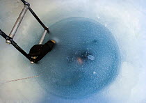 Looking down on Doug Allan climbing out through frozen water from drilled ice-hole in sea ice, underwater filming for BBC Life series, McMurdo Sound, Ross Sea, Antarctica, November 2008