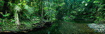 Jungle stream and rainforest, Daintree National Park, Queensland, Australia, December 2008