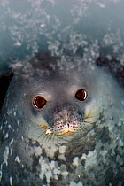 Weddell seal (Leptonychotes weddellii) looking up from ice-hole, McMurdo Sound, Ross Sea, Antarctica, November 2008
