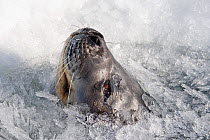 Weddell seal (Leptonychotes weddellii) face emerging through sea ice, Ross Sea, Antarctica, November 2008