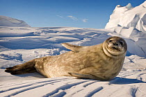 Weddell seal (Leptonychotes weddellii) pup on snow, Ross Sea, Antarctica, November 2008