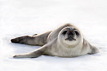 Weddell seal (Leptonychotes weddellii) pup on ice, Ross Sea, Antarctica, November 2008