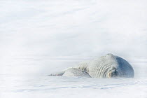 Weddell seal (Leptonychotes weddellii) adult and pup in snow storm, Ross Sea, Antarctica, November 2008