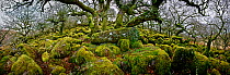 Ancient oak tree in Wistman's Wood, Dartmoor NP, Devon, UK