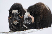 Two Muskox (Ovibos moschatus) in snow, Dovrefjell National Park, Norway, February 2009.