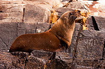 Australian Fur seal (Arctocephalus pusillus doriferus) male on rocky coastal ledge, South Bruny Island, Tasmania, Australia