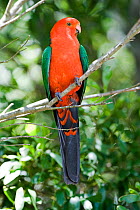 Australian King parrot (Alisterus scapularis) male perched on branch, Healesville, Victoria, Australia