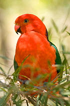 Australian King parrot (Alisterus scapularis) male perched on branch, Healesville, Victoria, Australia
