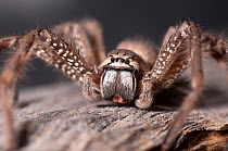 Badge Huntsman spider (Neosparassus) sitting on tree trunk, detail of eyes, palps, mouth parts, Undara Volcanic National Park, North Queensland, Australia