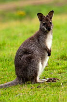 Bennett's / Red-necked Wallaby (Macropus rufogriseus) female in field at dusk, South Bruny Island, Tasmania, Australia