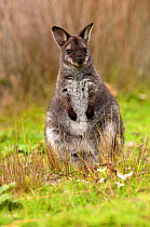 Bennett's / Red-necked Wallaby (Macropus rufogriseus)in field at dusk, South Bruny Island, Tasmania, Australia