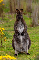 Bennett's / Red-necked Wallaby (Macropus rufogriseus) male in field at dusk, South Bruny Island, Tasmania, Australia
