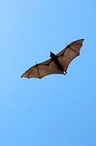 Black / Central Flying fox (Pteropus alecto) in flight, Tunnel Creek National Park, The Kimberley, Western Australia