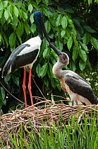 Black-necked / Jabiru stork (Ephippiorhynchus asiaticus) female and chick on nest, in wetlands. Captive, Port Douglas, North Queensland, Australia