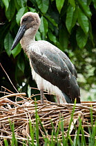 Black-necked / Jabiru stork (Ephippiorhynchus asiaticus) fledgling chick on nest, in wetlands. Captive, Port Douglas, North Queensland, Australia