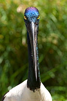 Black-necked / Jabiru stork (Ephippiorhynchus asiaticus) female head portrait in wetland habitat. Captive, Port Douglas, North Queensland, Australia