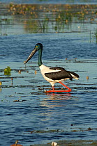 Black-necked / Jabiru stork (Ephippiorhynchus asiaticus) female foraging for food on South Alligator River in Kakadu National Park, Northern Territory, Australia