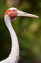 Brolga crane (Grus rubicunda) head portrait, wildlife sanctuary, captive.  North Queensland, Australia