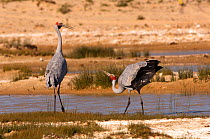 Brolga cranes (Grus rubicunda) pair performing courtship dance, in wetlands habitat, Mungerannie, Birdsville Track, South Australia
