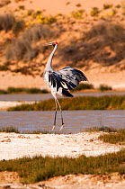 Brolga crane (Grus rubicunda) performing courtship dance, in wetlands habitat, Mungerannie, Birdsville Track, South Australia