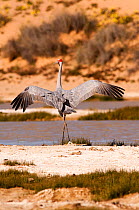 Brolga crane (Grus rubicunda) performing courtship dance, in wetlands habitat, Mungerannie, Birdsville Track, South Australia