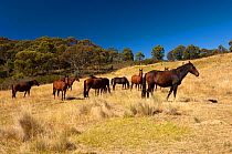 Brumby horses (Equus caballus) small herd of rescued individuals in a private sanctuary, Alpine mountains, New South Wales, Australia