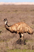 Emu (Dromaius novaehollandiae) walking in open scrubland, Mungo National Park, New South Wales, Australia