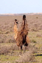 Two Emus (Dromaius novaehollandiae) fighting in open scrubland, Mungo National Park, New South Wales, Australia