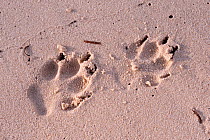 Dingo (Canis dingo) paw prints in the sand,  Kingfisher Bay, Fraser Island, Queensland, Australia