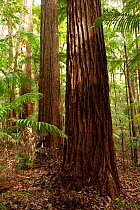 Satinay / Fraser Island Turpentine tree (Syncarpia hillii) Central Station and Pile Valley, Fraser Island, Queensland, Australia