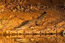 Freshwater / Johnstone's crocodile (Crocodylus johnsoni) lying on shoreline, Windjana National Park, The Kimberley, Western Australia