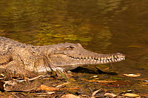 Freshwater / Johnstone's crocodile (Crocodylus johnsoni) at waters edge, Windjana National Park, The Kimberley, Western Australia