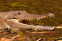 Freshwater / Johnstone's crocodile (Crocodylus johnsoni) lying in shallow water, with mouth open. Windjana National Park, The Kimberley, Western Australia