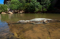 Freshwater / Johnstone's crocodile (Crocodylus johnsoni) lying in shallow water, Windjana National Park, The Kimberley, Western Australia