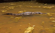 Freshwater / Johnstone's crocodile (Crocodylus johnsoni) swimming in shallow water, Windjana National Park, The Kimberley, Western Australia