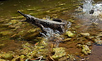 Freshwater / Johnstone's crocodile (Crocodylus johnsoni) swimming in shallow water, shows some aggression to its neighbours, Windjana National Park, The Kimberley, Western Australia