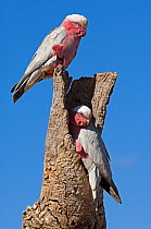 Pair of Galah cockatoos (Eolophus / Cacatua roseicapillus) female above, and male below, at  nesting hole in dead tree,Coward Springs Station, Oodnadatta Track, South Australia