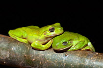 Green Tree frogs (Litoria caerulea) resting on tree trunk, Parrys Creek Farm, Wyndham, Western Australia