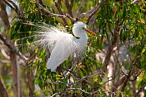 Intermediate egret (Egretta intermedia) perched in branch of tree, Queensland, Australia