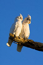 Pair of Little Corellas (Cacatua sanguinea) on dead tree branch over water, during mating season, Mungerannie, Birdsville Track, South Australia  Not available for ringtone/wallpaper use.