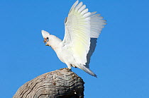 Little Corella (Cacatua sanguinea) perched on branch over water, stretching wings and calling. Mungerannie, Birdsville Track, South Australia