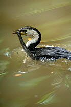Little Pied cormorant (Microcarbo melanoleucos) swimming with an eel it has just caught, wildlife park in Far North Queensland. Australia (captive)