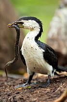 Little Pied cormorant (Microcarbo melanoleucos) standing with an eel it has just caught, wildlife park in Far North Queensland. Australia (captive)