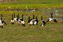 Small flock of Magpie geese (Anseranas semipalmata) foraging for food on the South Alligator floodplains, Kakadu National Park, Northern Territory, Australia