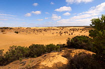 Eroded sandstone plateau of 'The Pinnacles' desert, Nambung National Park, Western Australia November 2006