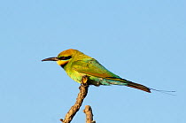 Rainbow / Australian Bee-eater (Merops ornatus) perched on branch, Standleys Chasm, West Macdonnell Ranges, Northern Territory, Australia